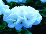 Saturn White Lightning – Pelargonium flower seeds