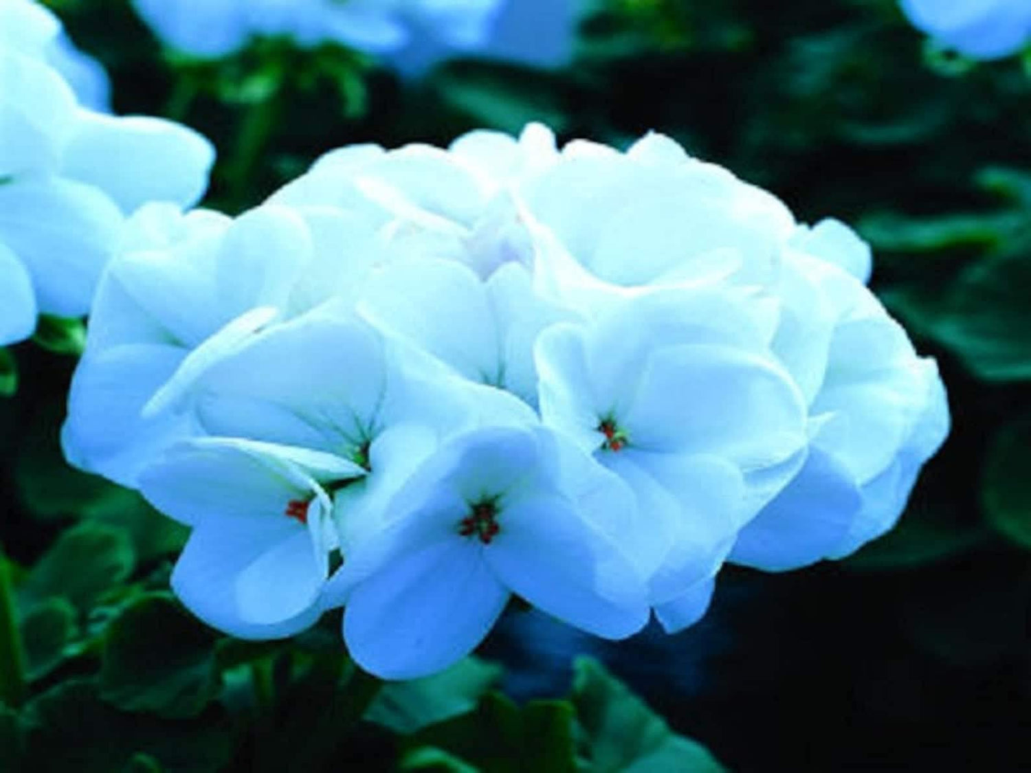 Saturn White Lightning – Pelargonium flower seeds