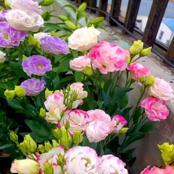 Eustoma Eustoma Grandiflorum Mixed Color Flower Seeds for Planting – Elegant Blooms for Garden Borders and Bouquets