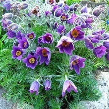 Violet Pulsatilla Flower Seeds for Planting, 100 pcs