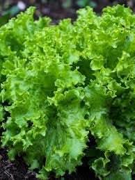 Lettuce Plant Seeds for Planting