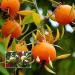 Calypso - Orange for planting in home garden