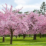 Japanese Cherry Blossom Sakura Trees Heirloom Non Gmo Image