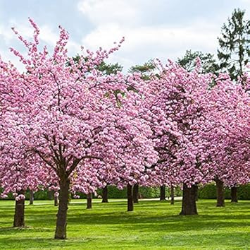 Japanese Cherry Blossom Sakura Trees Heirloom Non Gmo Image