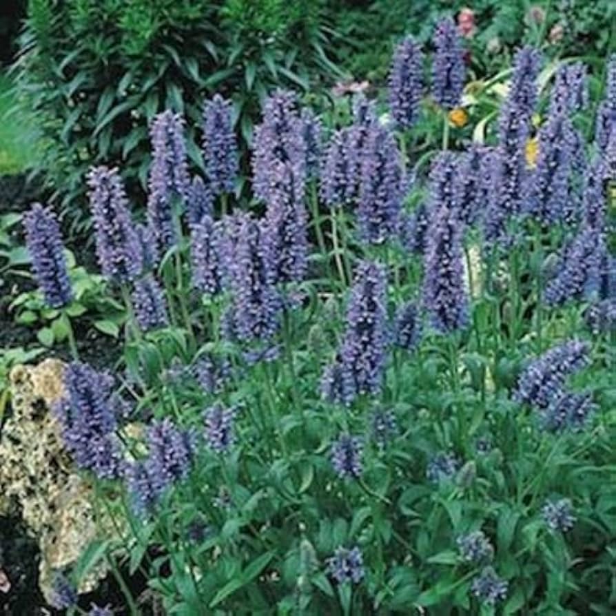 Catmint Nepeta Mussinii Seeds – Blue ( Seeds)