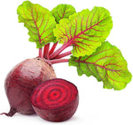 Beetroot Beta vulgaris for planting in vegetable patch.