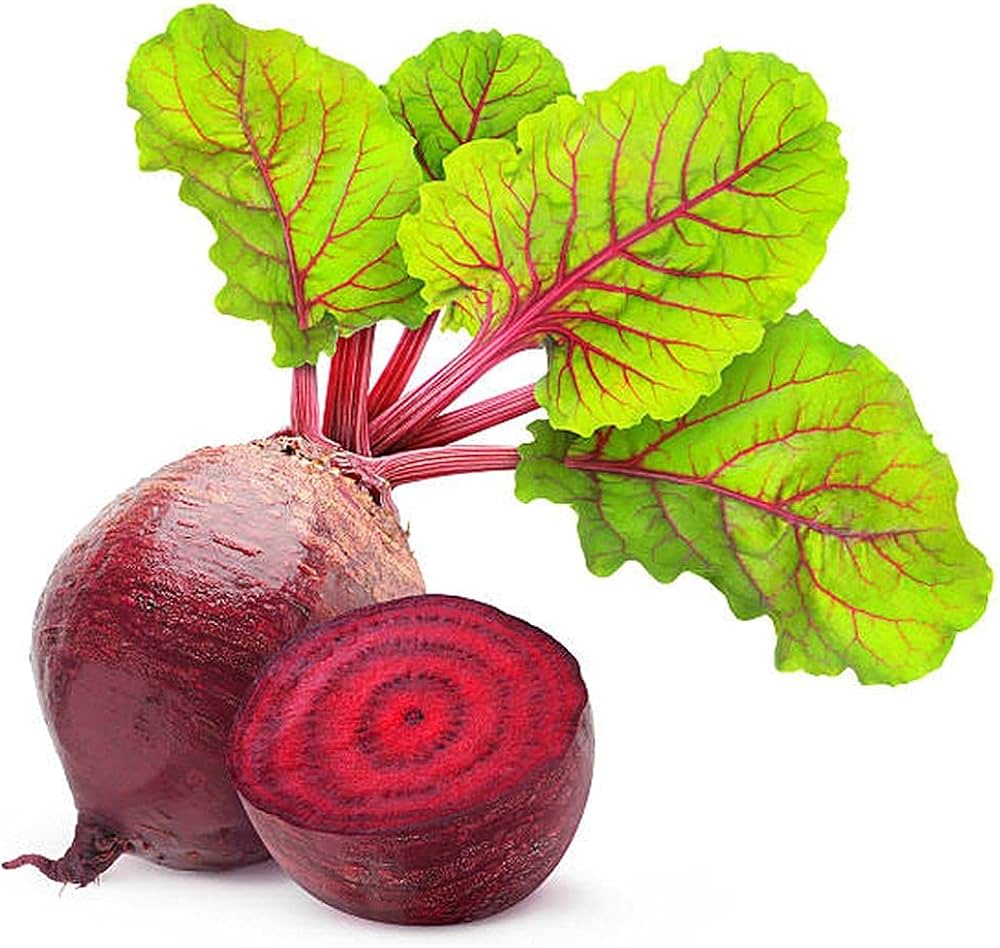 Beetroot Beta vulgaris for planting in vegetable patch.