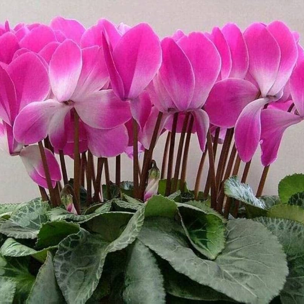 Cyclamen Cyclamen Persicum Rabbit Ear Flower Seeds for Planting – Great for Indoor Pots and Shaded Garden Spaces