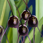 Monkey Face Violet Flower Seeds for Planting - 100 pcs for planting in your garden.