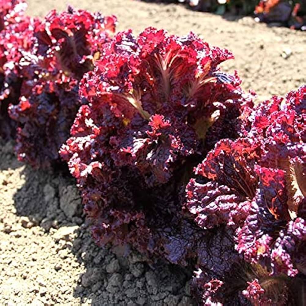 Lettuce Lactuca Sativa Saint Anne Slow Bolt Vegetable Seeds for Planting – Heat-Tolerant Variety for Summer Kitchen Garden
