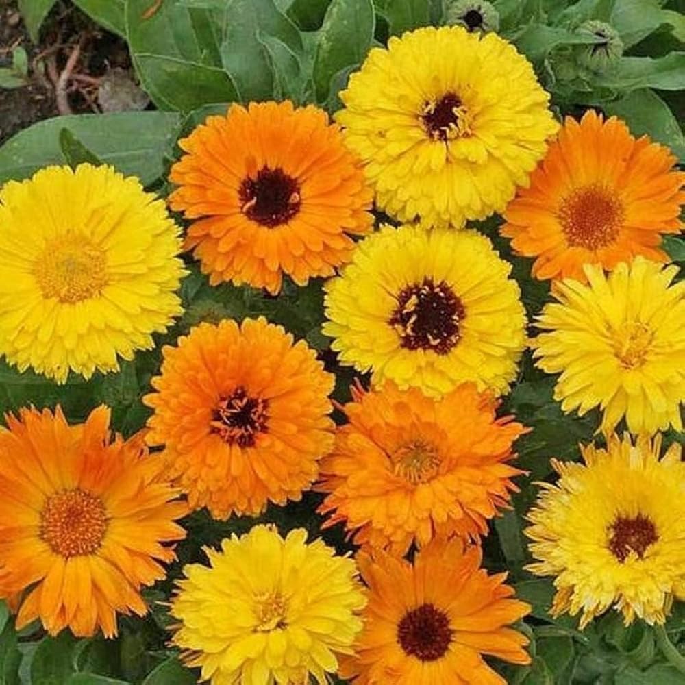 Pot marigold – Calendula officinalis – edible flower seed