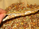 Cowpeas Vigna unguiculata for vegetable garden
