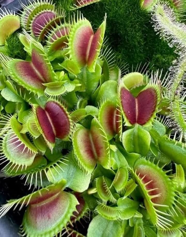 Carnivorous Plant Seeds for Planting