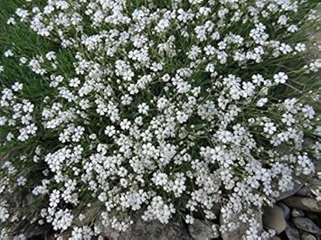 White Gyposophila Elegans Plant Seeds for Planting - 100