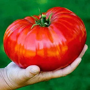 Giant Tomato Solanum lycopersicum for planting in vegetable patch