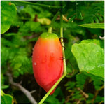 Coccinia Grandis Coccinia grandis for planting in tropical garden