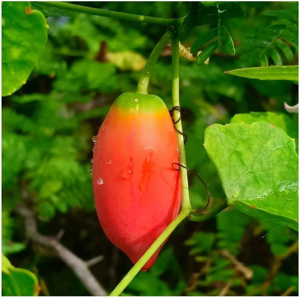 Coccinia Grandis Coccinia grandis for planting in tropical garden