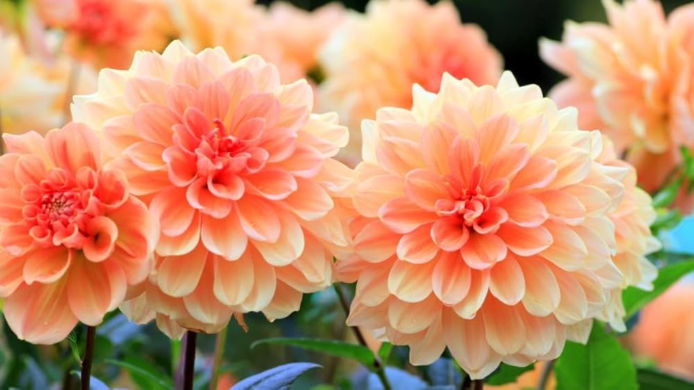 Dahlia Flower Dahlia pinnata Seeds for Planting for Flower Bed and Home Garden