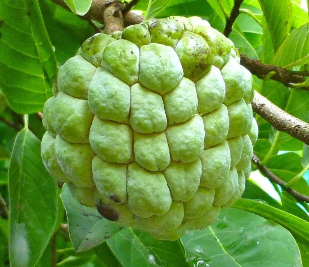 Annona green fruit seeds for planting in orchard or home garden