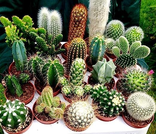 Mixed Opuntia Plant Seeds for Planting - Ideal for Home Garden, Heirloom and GMO Free Seeds seeds for planting in home garden