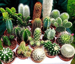 Mixed Opuntia Plant Seeds for Planting - Ideal for Home Garden, Heirloom and GMO Free Seeds seeds for planting in home garden