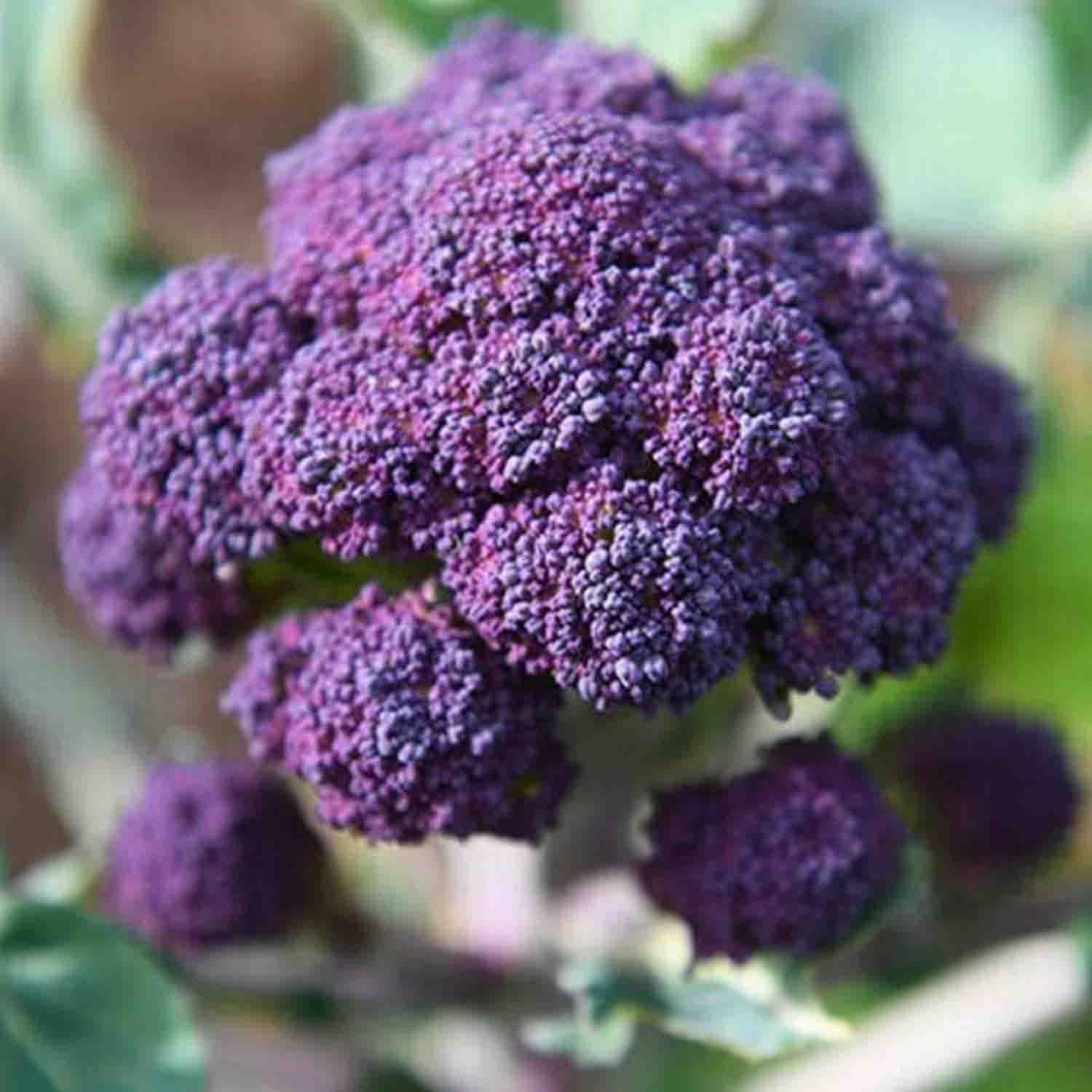 Broccoli Brassica Oleracea Early Purple Sprouting Vegetable Seeds for Planting – Great for Cool Season Harvest and Garden Beds
