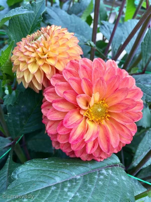 Dahlia Dahlia pinnata Seeds for Planting in Flower Bed