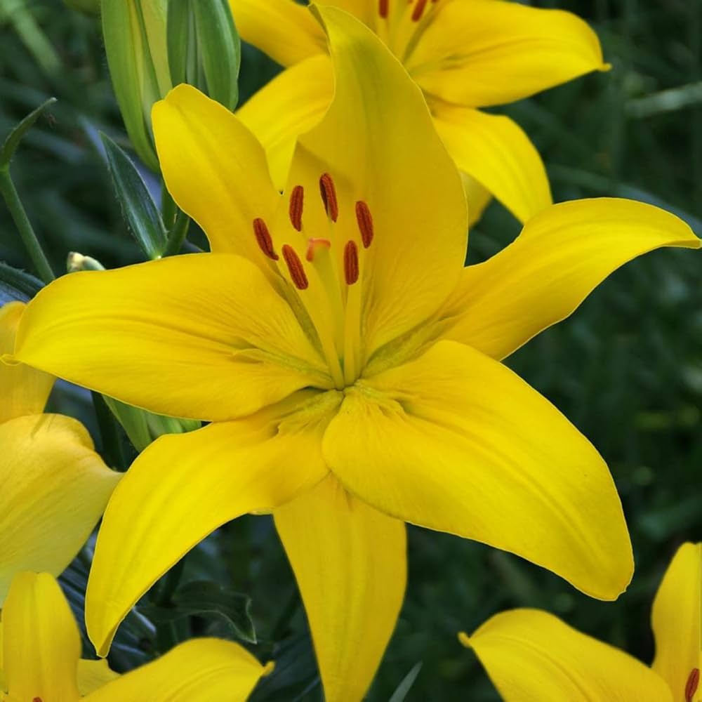 Yellow Black Lilium Brownii Seeds for Planting in Flower Bed & Garden