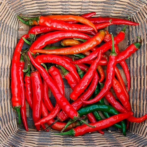 Pepper Capsicum annuum Cutlass Cayenne vegetable seeds for planting in kitchen garden or backyard beds