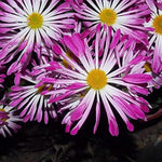 Pink Spoon Mum Flower Seeds for Planting, NON GMO Seeds for planting in home garden