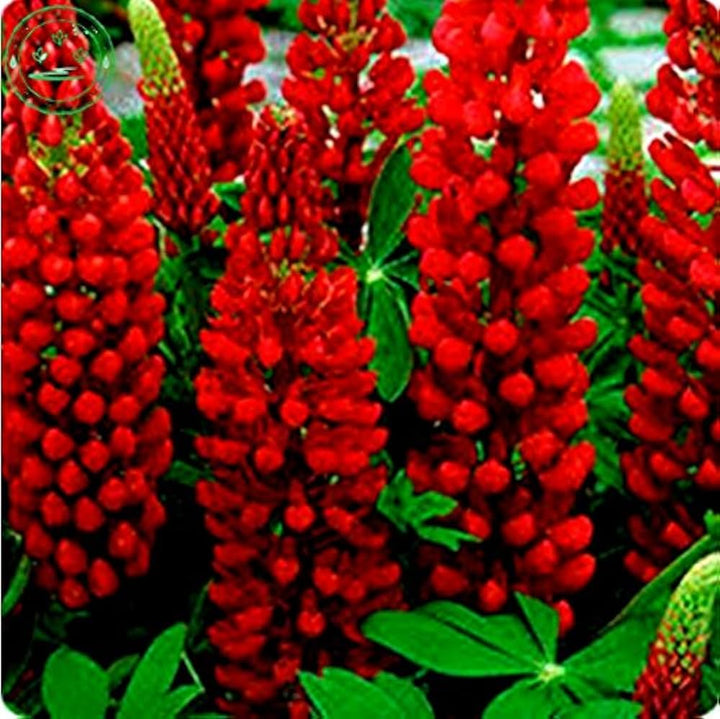 Maroon Lupine Flower Seeds for Planting NON GMO Seeds