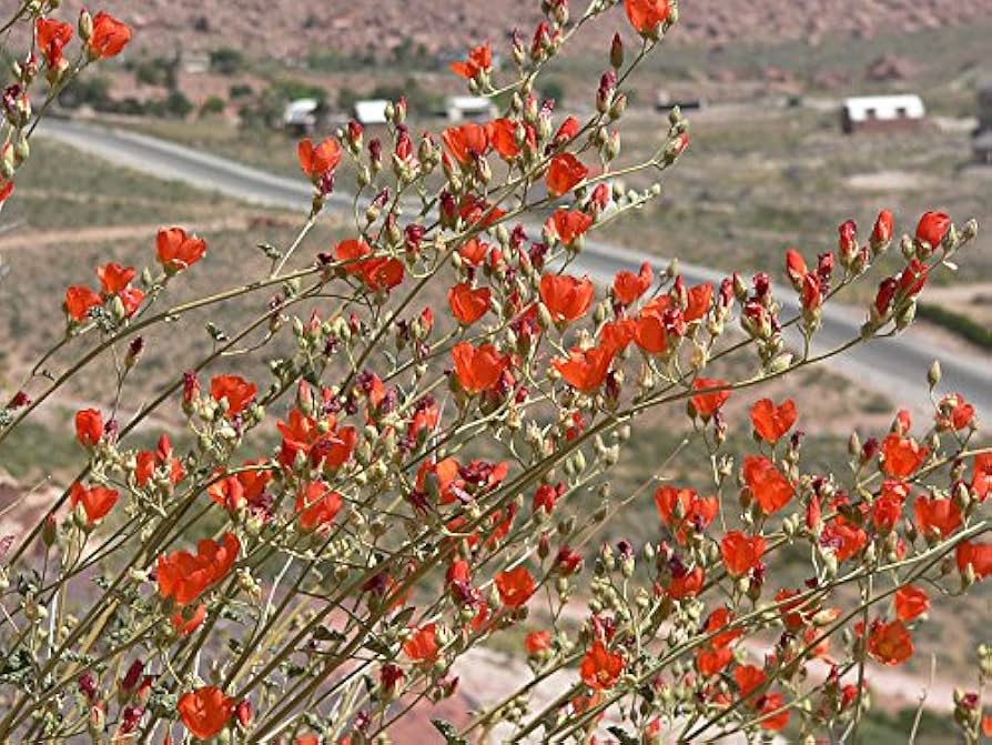 Desert Globemallow Sphaeralcea ambigua Seeds for Planting in Xeriscape Garden