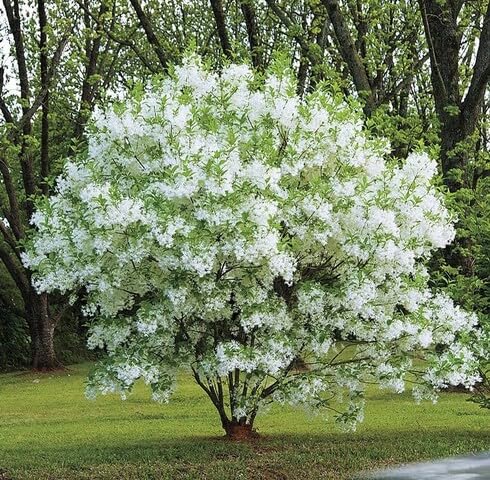 White Chionanthus Tree - Heirloom, Non - Gmo Seeds
