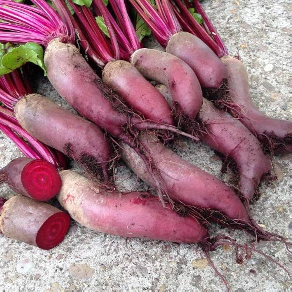 Cylindra Beetroot Seeds for Planting Beta vulgaris for vegetable patch and container gardens