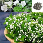 Jasmine Flower Seeds for Planting - NON GMO Seeds Dhara Seeds