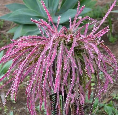 Violet Lepismium Plant Seeds for Planting, Fresh, 100