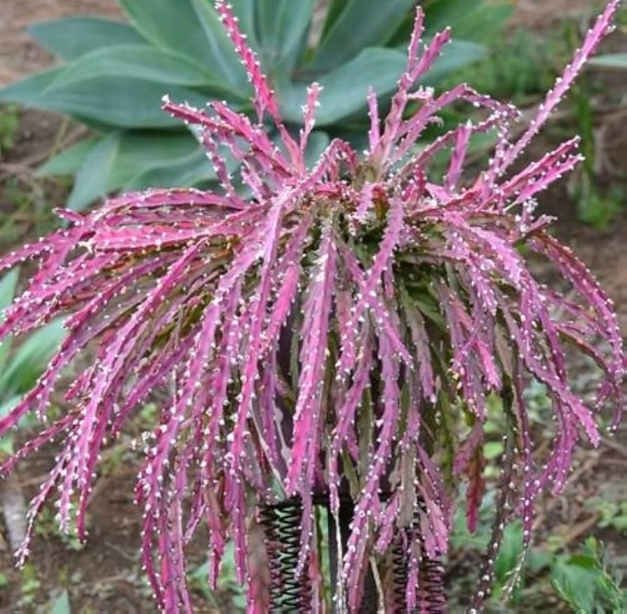 Violet Lepismium Plant Seeds for Planting, Fresh, 100