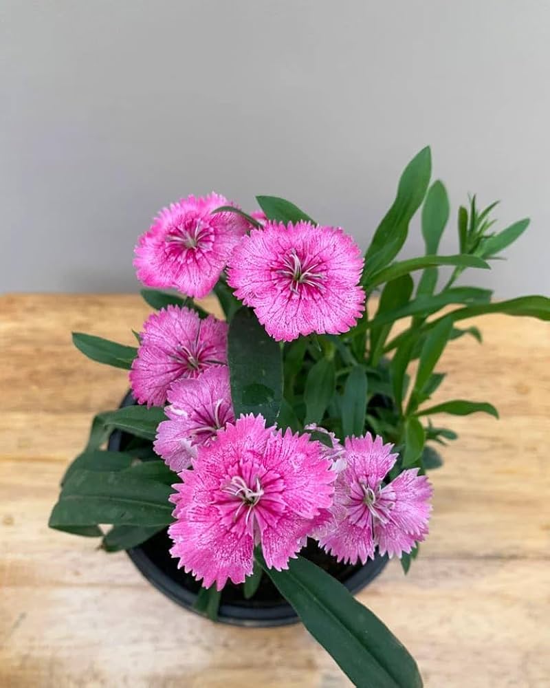 Dianthus Barbatus Seeds for Planting home garden flower bed