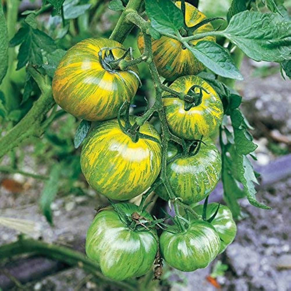 Green Zebra Tomato Seeds Solanum lycopersicum for Planting in Urban Garden and Vegetable Bed