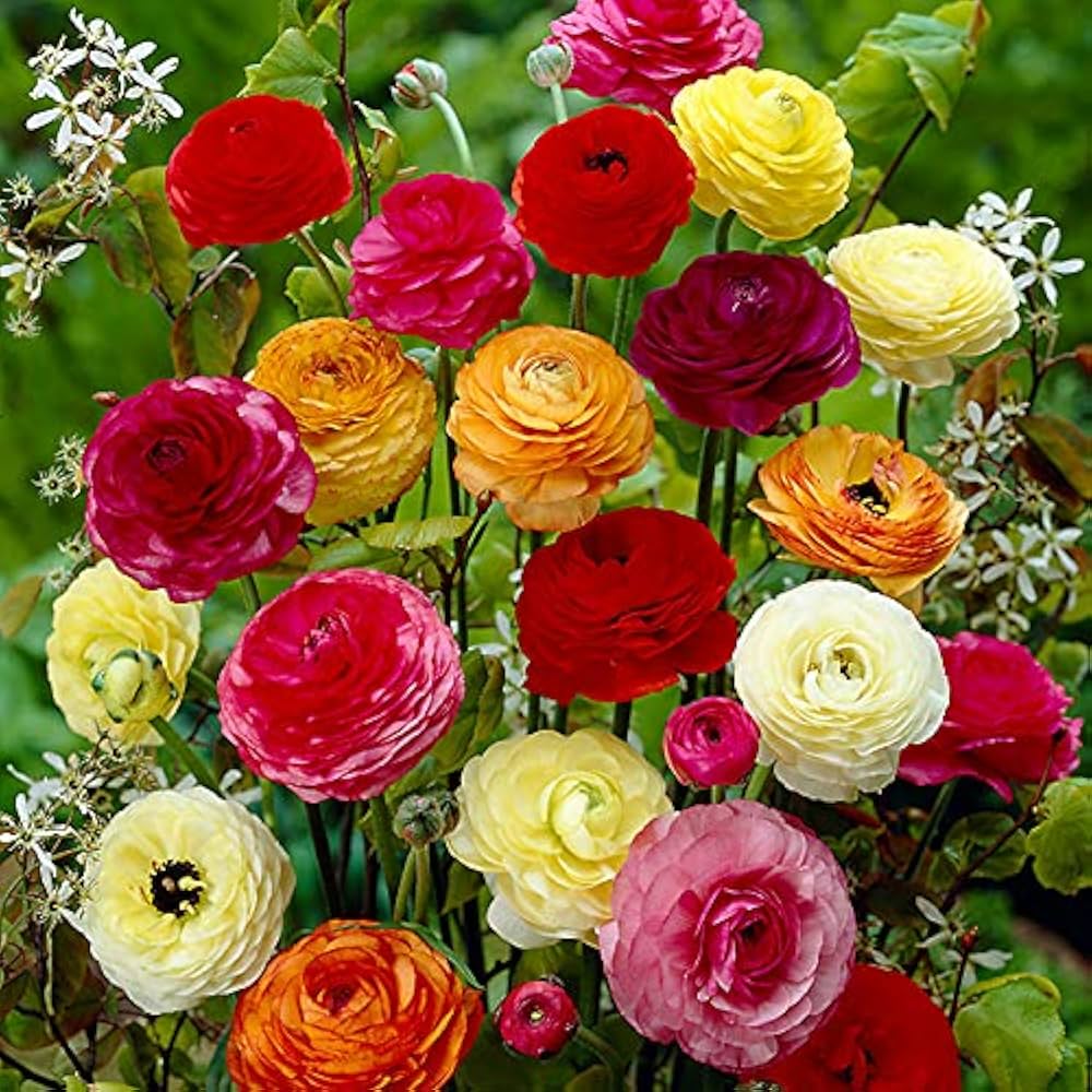 Ranunculus Seeds - Mix