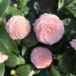 Heirloom Camellia Flower Seeds – Non-GMO Seeds for Planting Beautiful Garden Blooms Dhara Seeds