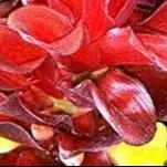 Red Curcuma Aeruginosa Plant Seeds for Planting -NON GMO Seeds Dhara Seeds