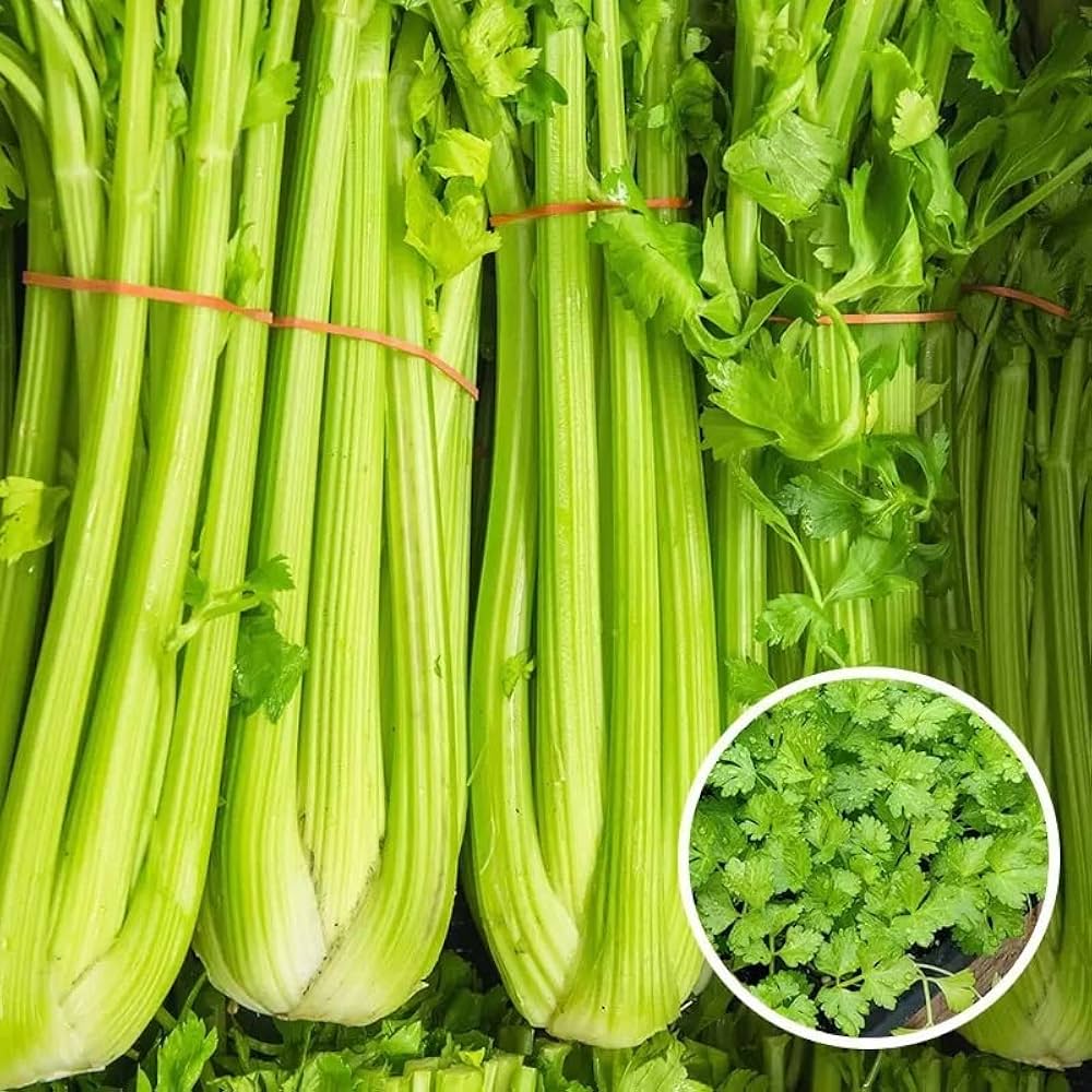 Celery Heirloom Seeds – Seeds Organic