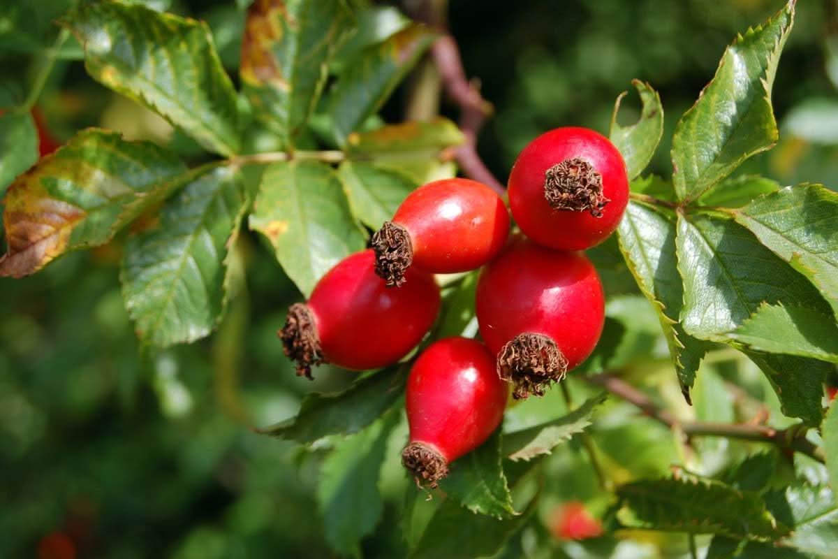 Heirloom rosehip fruit seeds for planting