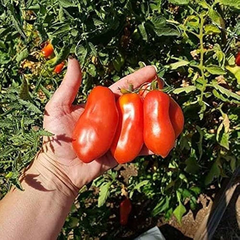 Tomato Solanum Lycopersicum Lincoln Adams Vegetable Seeds for Planting – Rare Heirloom Variety for Home Garden and Canning