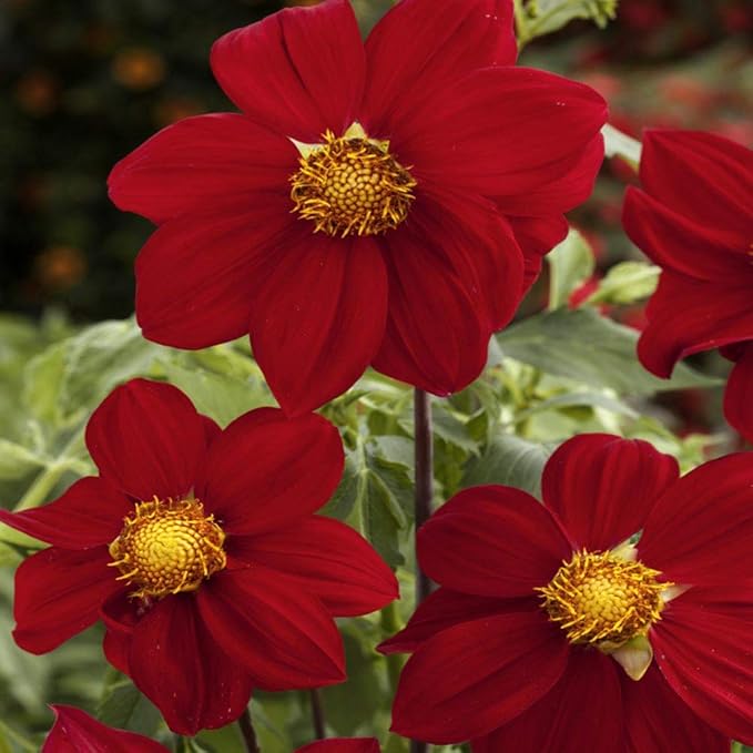 Dahlia Dahlia pinnata Mignon Roxy Red Flowering Seeds For Planting in decorative garden pots or beds