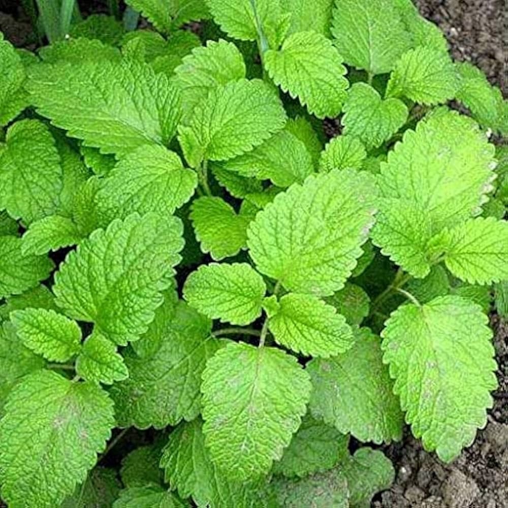 Lemon Balm - Organic Herb Seed