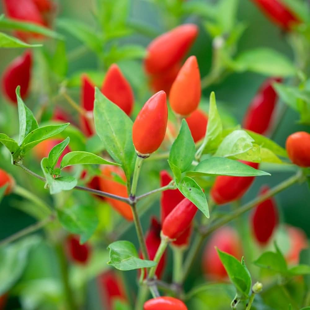 Mini Spices Red Chili Pepper Plant Seeds