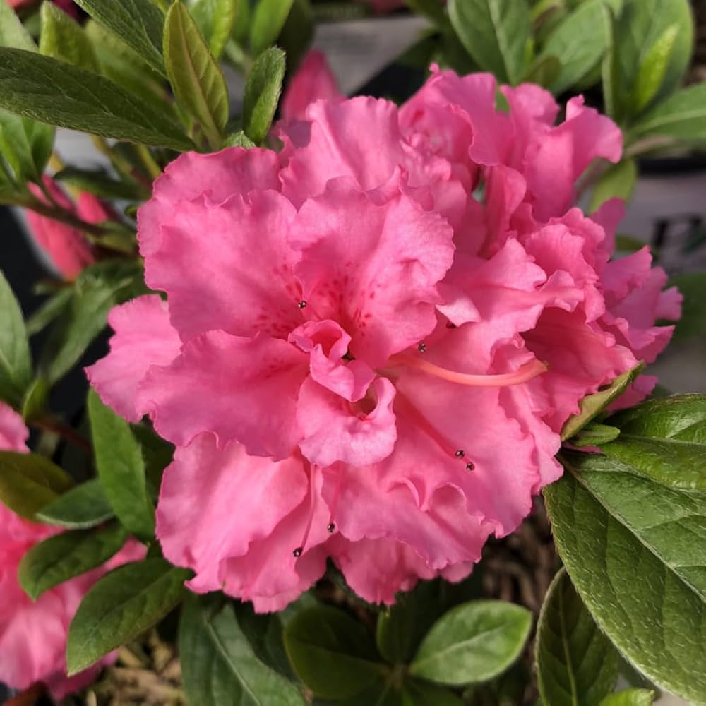 Rhododendron Double Pink Azalea