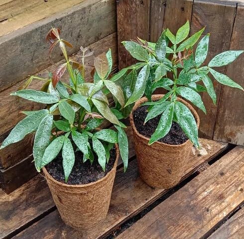 Green Inga Edulis - Heirloom, Non - Gmo Seeds